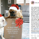 One of the hundreds of famous French Bulldog I follow on Instagram, okay!!!